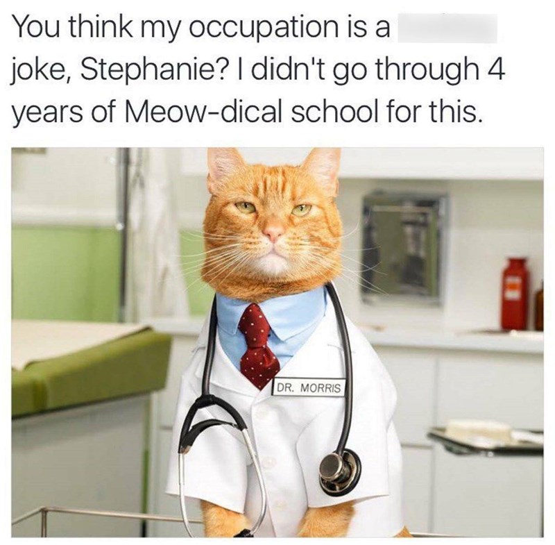 You think my occupation is a joke, Stephanie? I didn't go through 4 years of Meow-dical school for this. DR. MORRIS