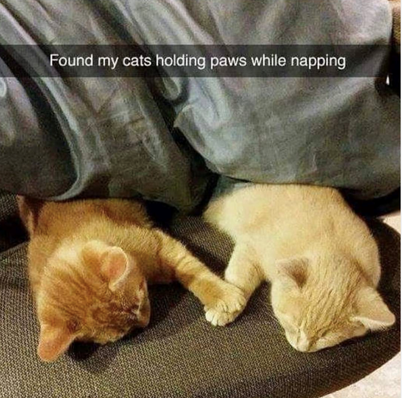 Found my cats holding paws while napping