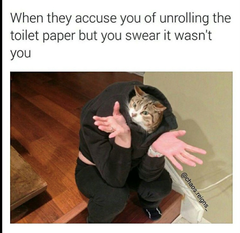 When they accuse you of unrolling the toilet paper but you swear it wasn't you @chaos.reigns_
