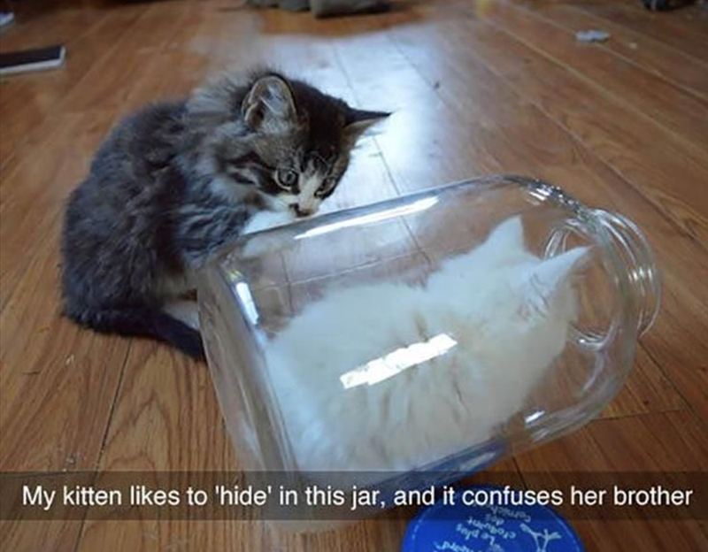 My kitten likes to 'hide' in this jar, and it confuses her brother