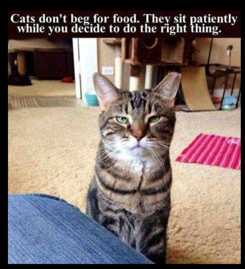 Cats don't beg for food. They sit patiently while you decide to do the right thing.