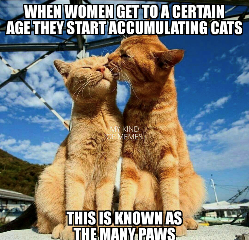 WHEN WOMEN GET TO A CERTAIN AGE THEY START ACCUMULATING CATS MY KIND OF MEMES THIS IS KNOWN AS THE MANY PAWS
