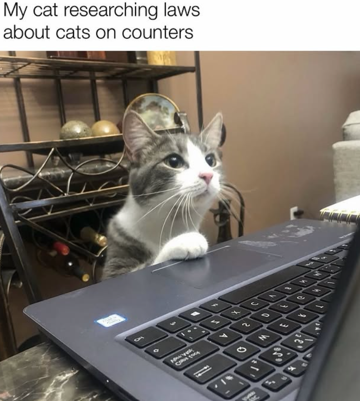 My cat researching laws about cats on counters 1 ՂՆ M € 庭 4 2 C مد H
