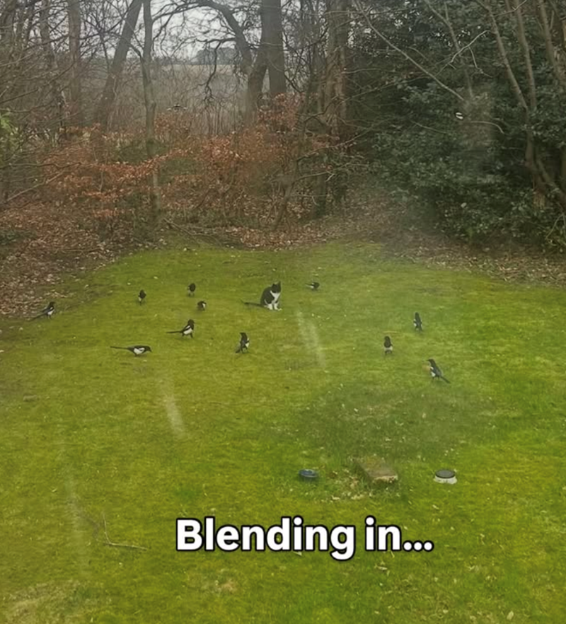 Blending in...