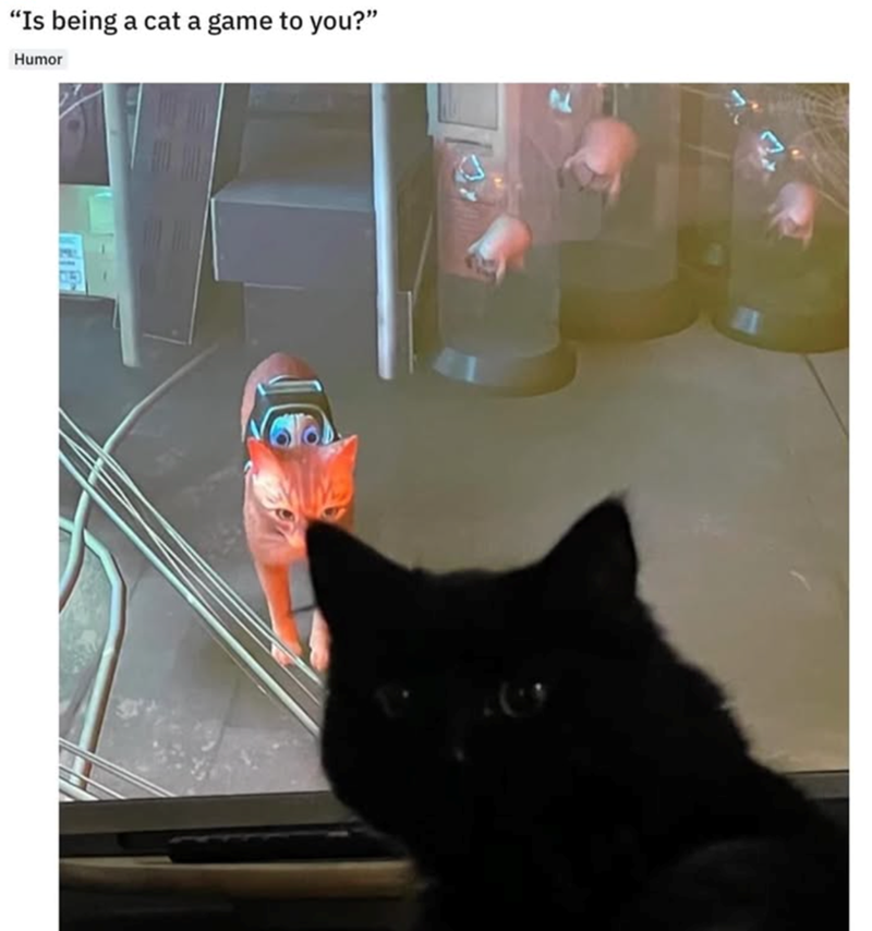 "Is being a cat a game to you?" Humor