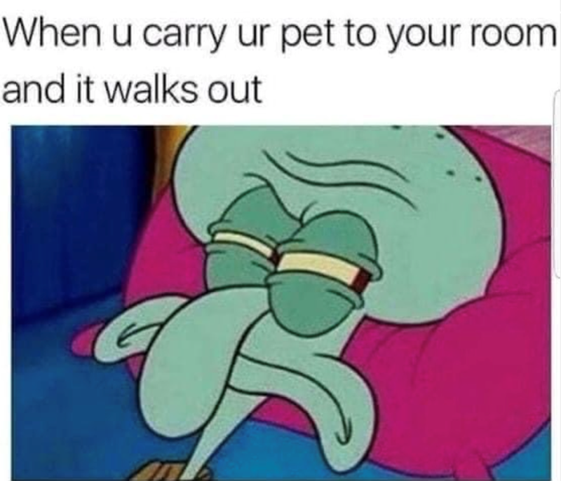 When u carry ur pet to your room and it walks out
