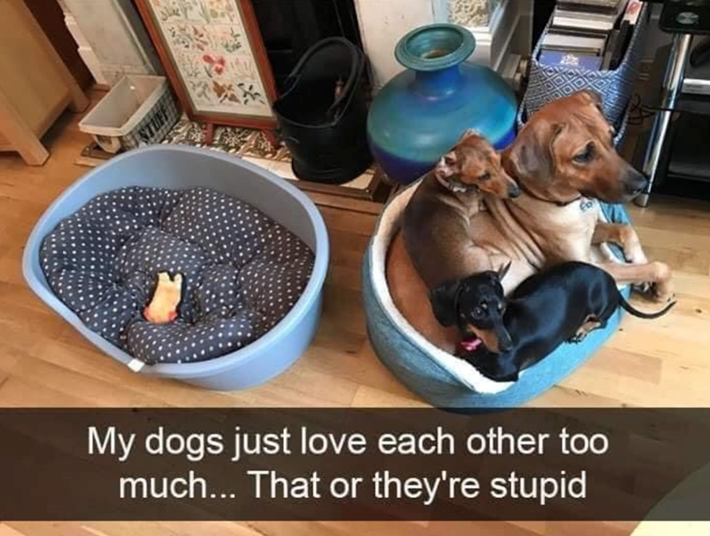 My dogs just love each other too much... That or they're stupid