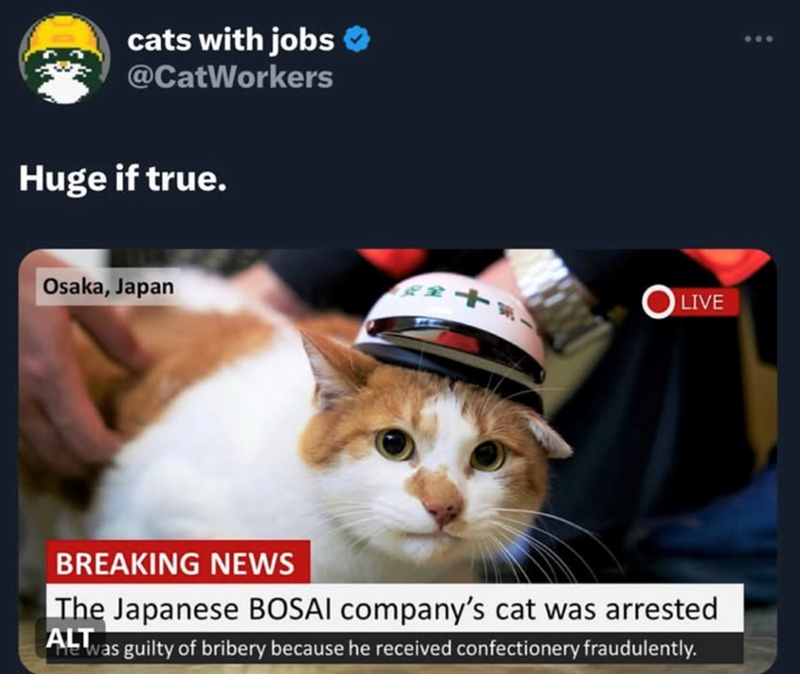 cats with jobs ❤ @CatWorkers Huge if true. Osaka, Japan LIVE BREAKING NEWS The Japanese BOSAI company's cat was arrested ALL was guilty of bribery because he received confectionery fraudulently.