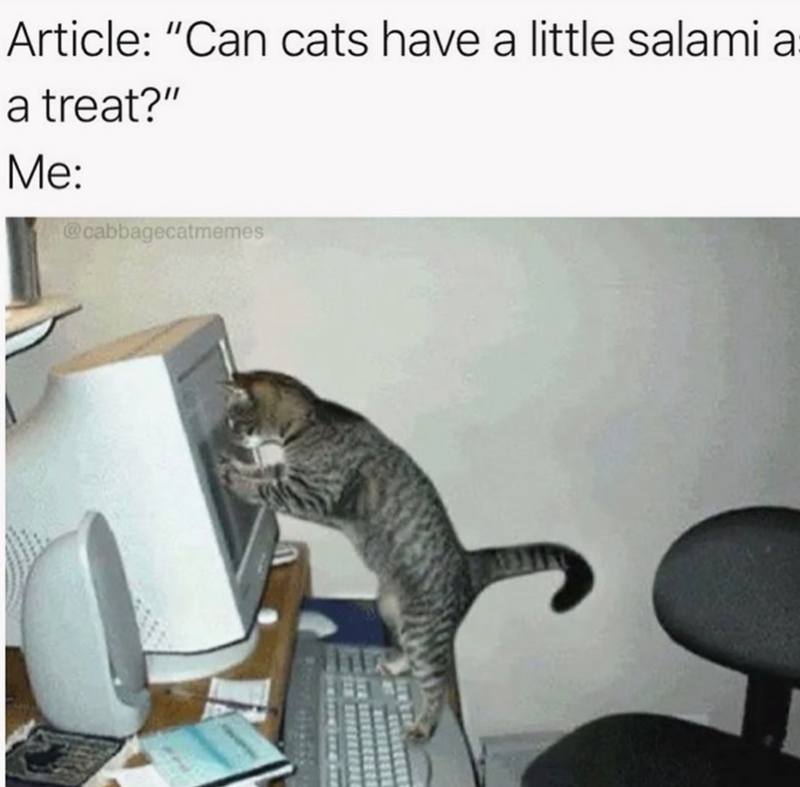Article: "Can cats have a little salami a a treat?" Me: @cabbagecatmemes