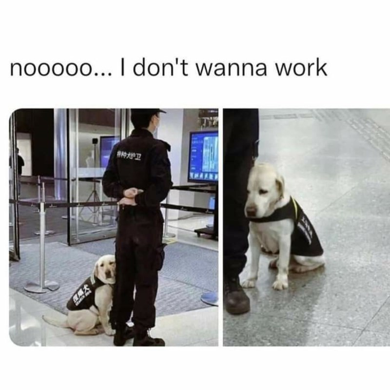 nooooo... I don't wanna work 特种大护卫