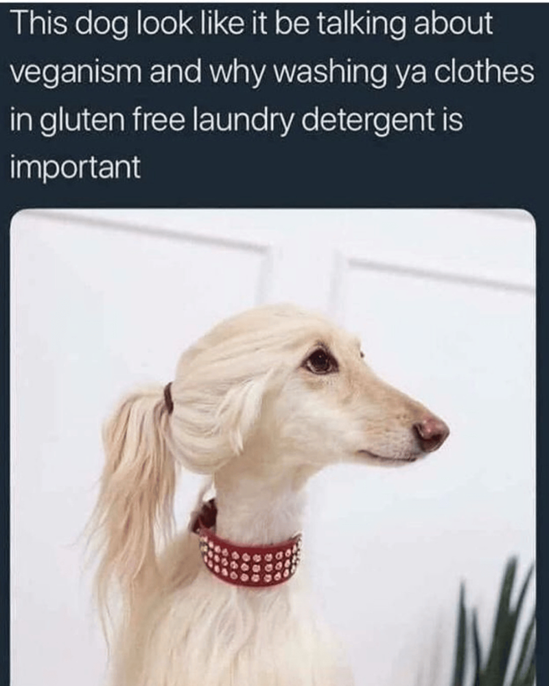 This dog look like it be talking about veganism and why washing ya clothes in gluten free laundry detergent is important