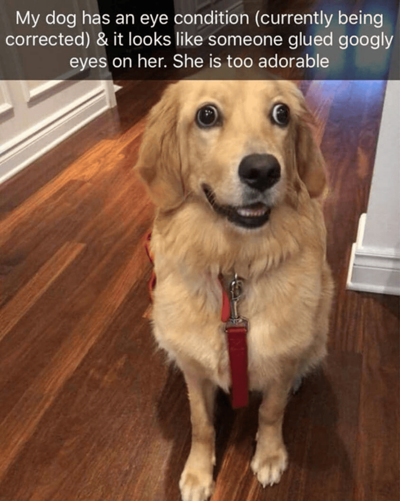 My dog has an eye condition (currently being corrected) & it looks like someone glued googly eyes on her. She is too adorable
