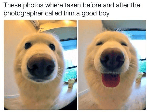 These photos where taken before and after the photographer called him a good boy