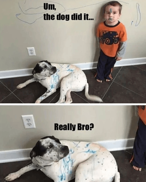 Um, the dog did it... Really Bro?
