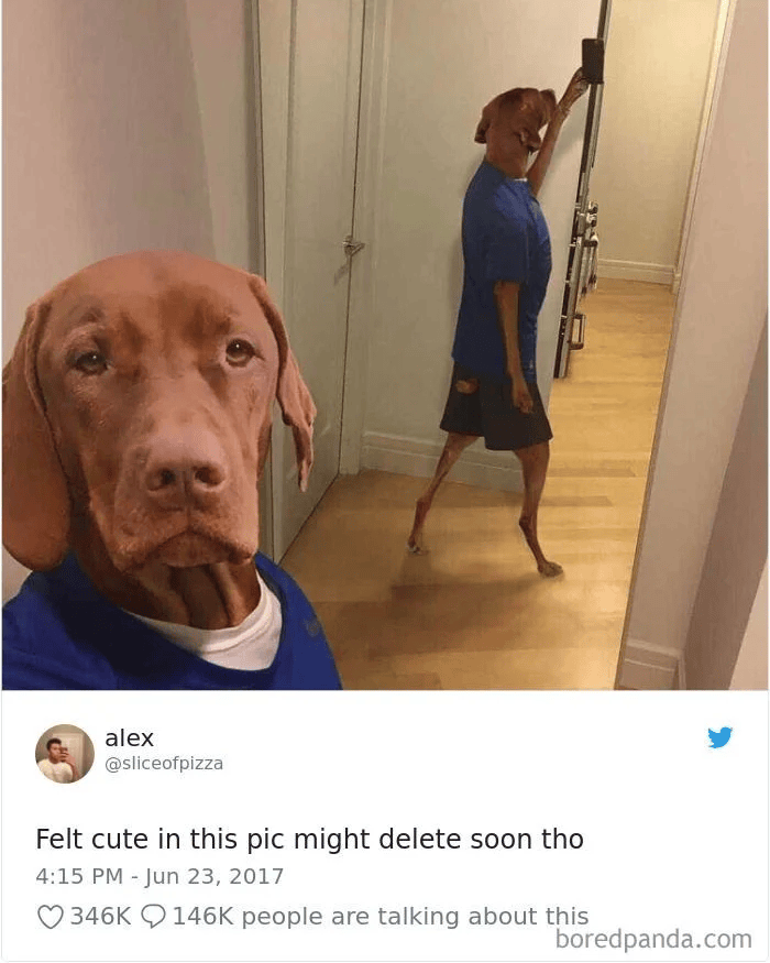 alex @sliceofpizza Felt cute in this pic might delete soon tho 4:15 PM - Jun 23, 2017 346K 146K people are talking about this boredpanda.com