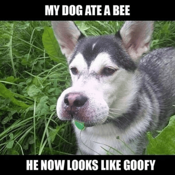 MY DOG ATE A BEE HE NOW LOOKS LIKE GOOFY