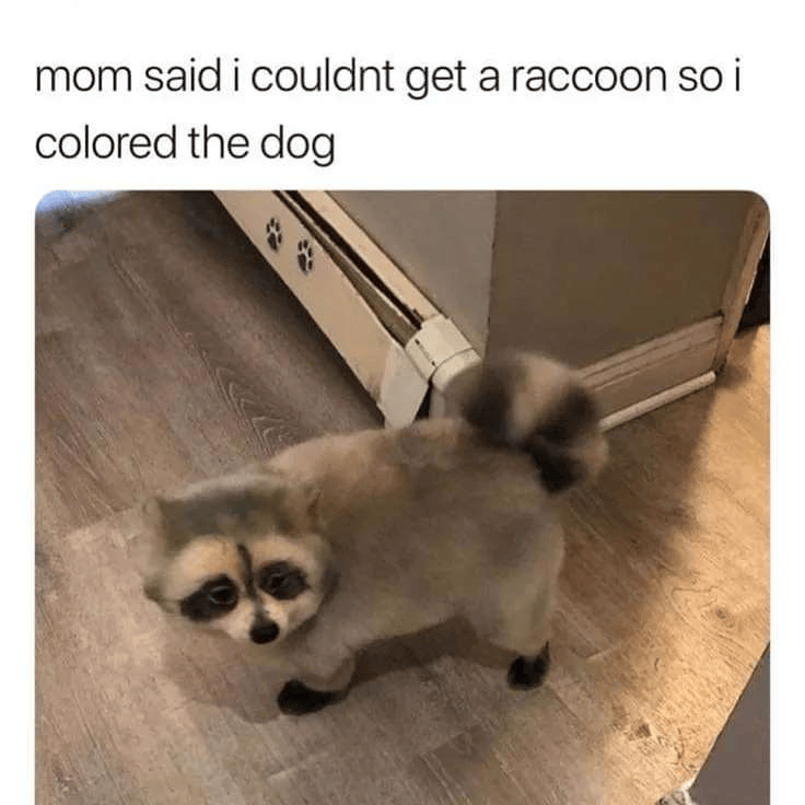 mom said i couldnt get a raccoon so i colored the dog