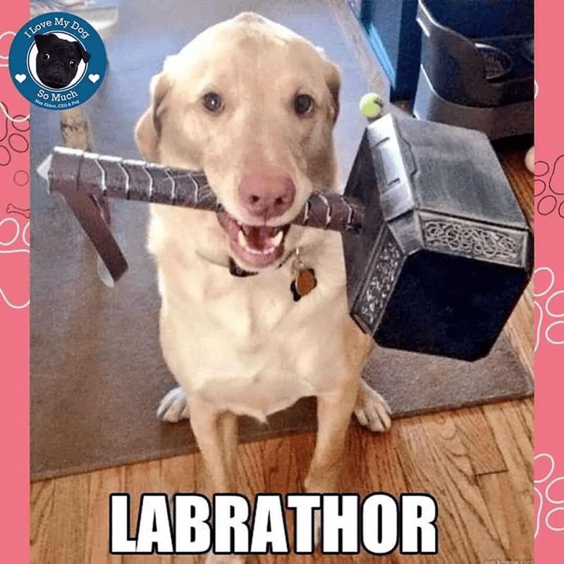 I Log So Much Max Abbot, CEO & 299 LABRATHOR