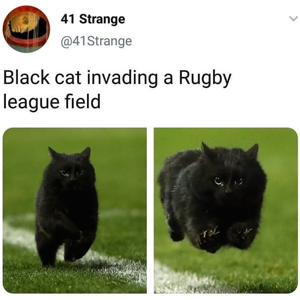 41 Strange @41Strange Black cat invading a Rugby league field >