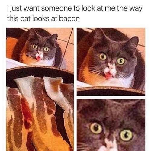 I just want someone to look at me the way this cat looks at bacon Ο