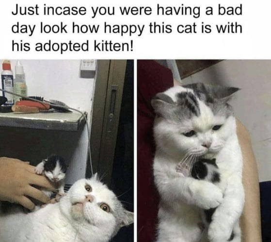 Just incase you were having a bad day look how happy this cat is with his adopted kitten!