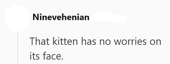 Ninevehenian That kitten has no worries on its face.