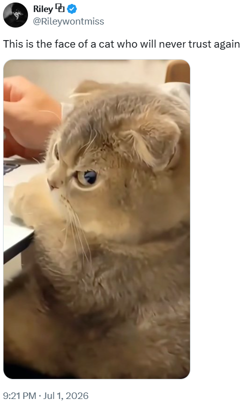 Riley♥ @Rileywontmiss This is the face of a cat who will never trust again 9:21 PM ⚫ Jul 1, 2026