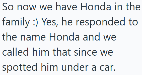 So now we have Honda in the family:) Yes, he responded to the name Honda and we called him that since we spotted him under a car.