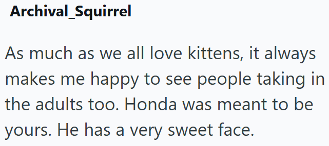 Archival Squirrel As much as we all love kittens, it always makes me happy to see people taking in the adults too. Honda was meant to be yours. He has a very sweet face.