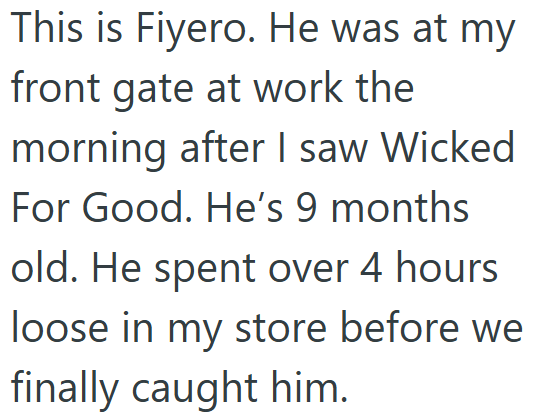This is Fiyero. He was at my front gate at work the morning after I saw Wicked For Good. He's 9 months old. He spent over 4 hours loose in my store before we finally caught him.