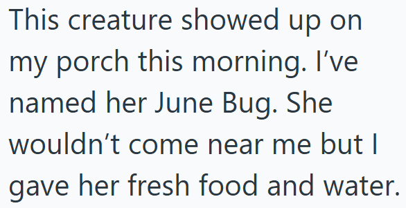 This creature showed up on my porch this morning. I've named her June Bug. She wouldn't come near me but I gave her fresh food and water.