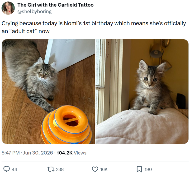 The Girl with the Garfield Tattoo @shelbyboring Crying because today is Nomi's 1st birthday which means she's officially an "adult cat" now 5:47 PM - Jun 30, 2026 104.2K Views 44 17238 16K 190