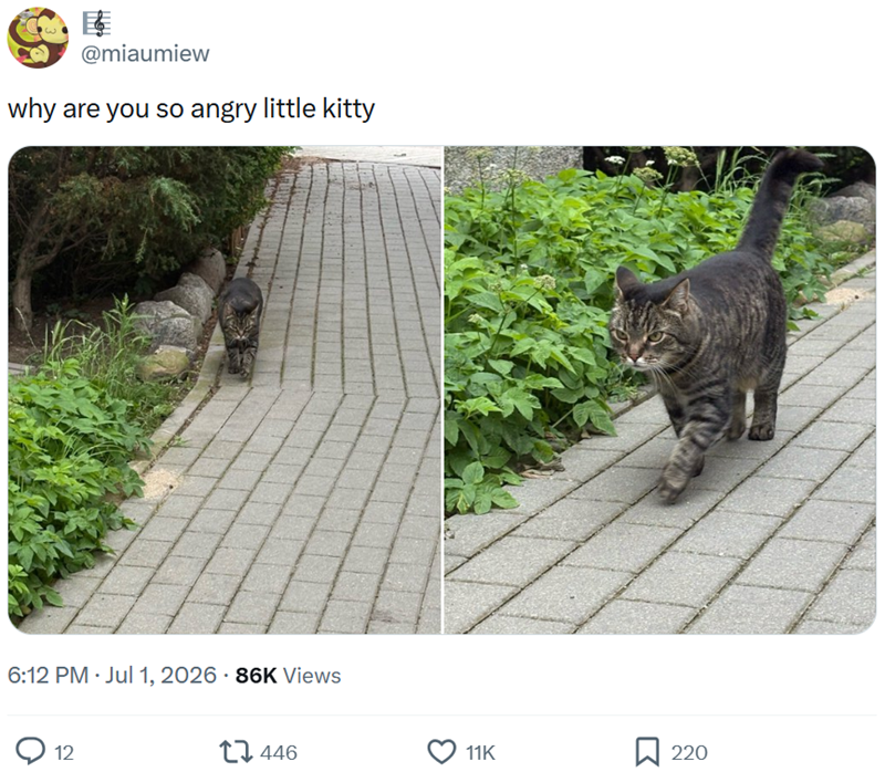 屋 @miaumiew why are you so angry little kitty 6:12 PM ⚫ Jul 1, 2026 - 86K Views 12 446 11K 220