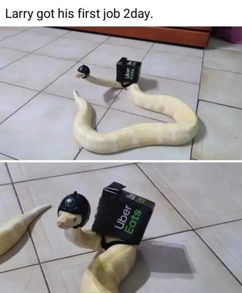 Uber Eats Larry got his first job 2day. 431 Uber Eats