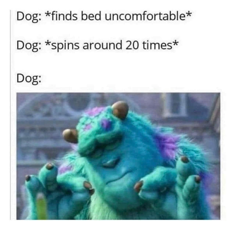 Dog: *finds bed uncomfortable* Dog: *spins around 20 times* Dog:
