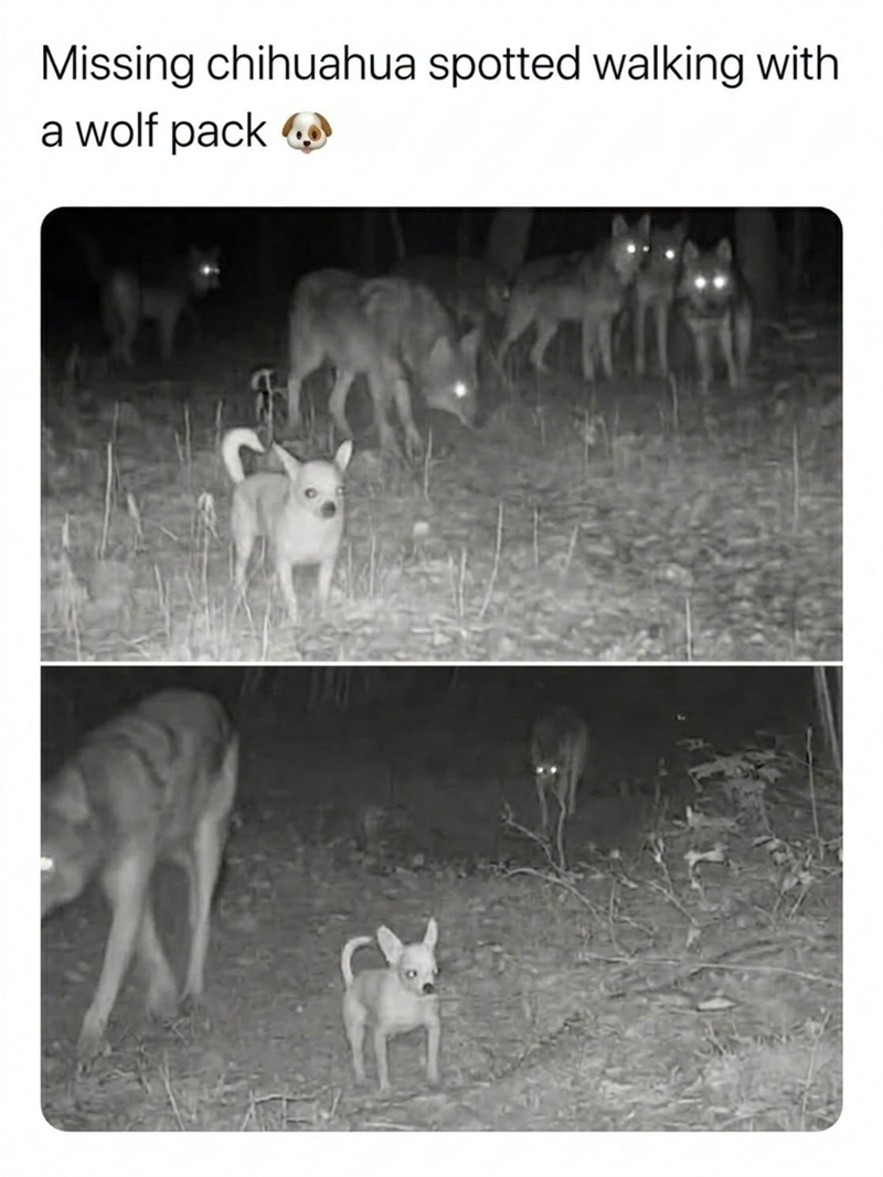 Missing chihuahua spotted walking with a wolf pack
