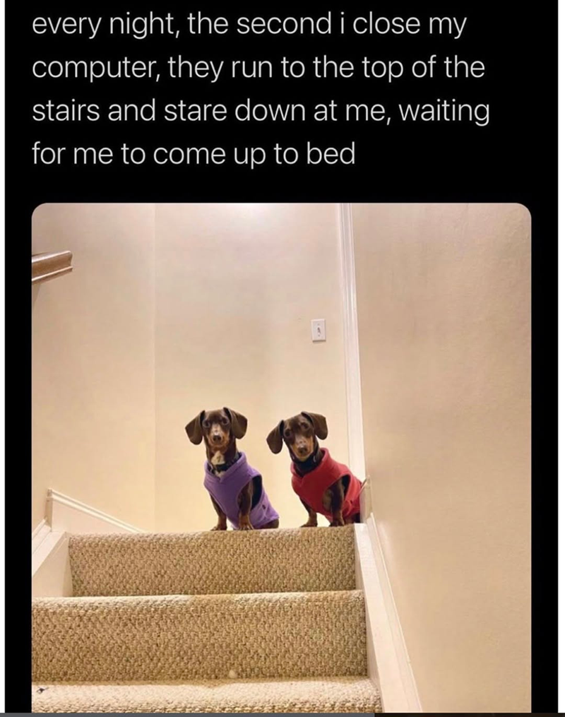 every night, the second i close my computer, they run to the top of the stairs and stare down at me, waiting for me to come up to bed