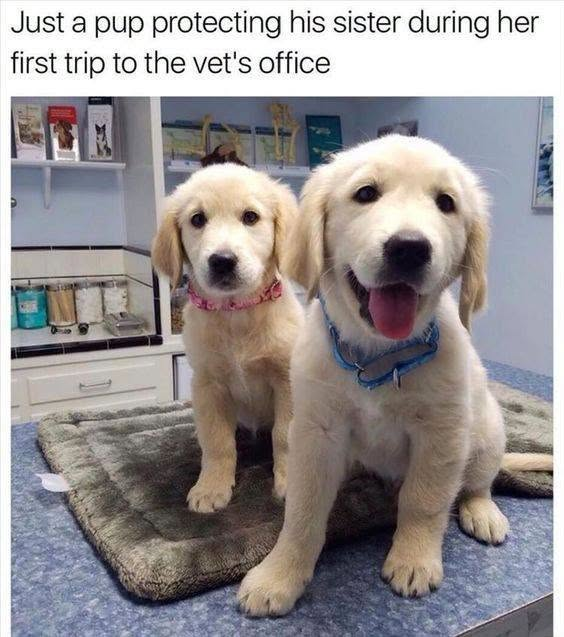 Just a pup protecting his sister during her first trip to the vet's office