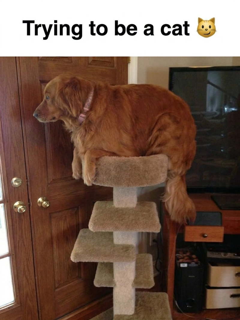 Trying to be a cat