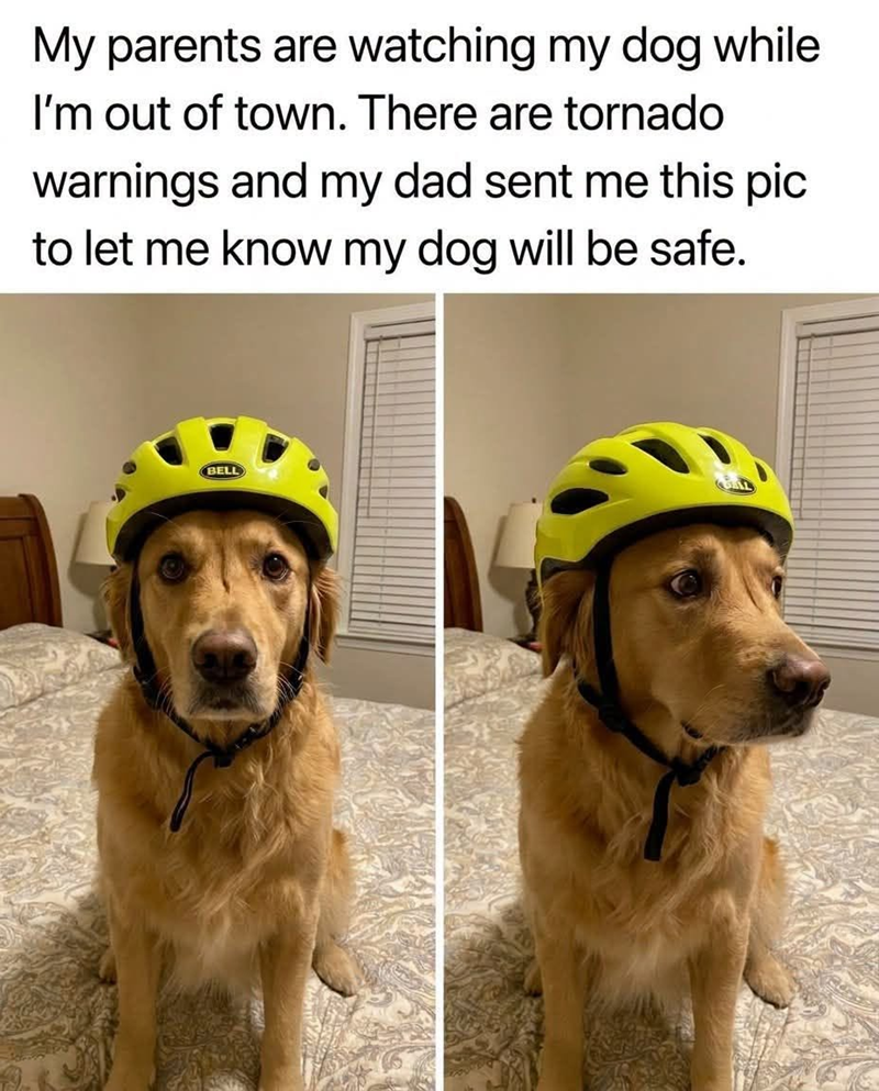 My parents are watching my dog while I'm out of town. There are tornado warnings and my dad sent me this pic to let me know my dog will be safe. BELL