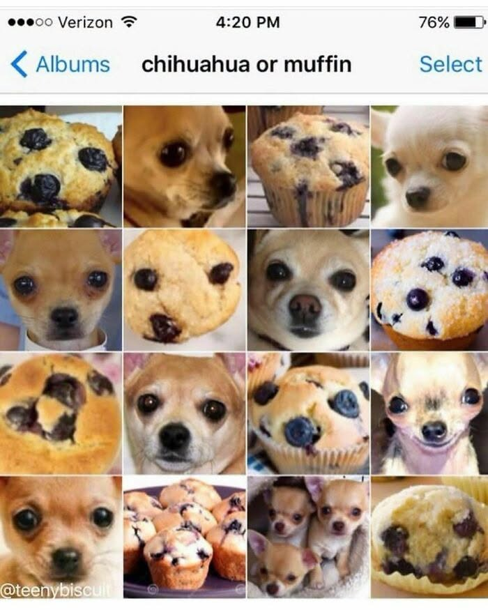 ⚫oo Verizon 4:20 PM < Albums chihuahua or muffin 76% Select @teenybiscuit