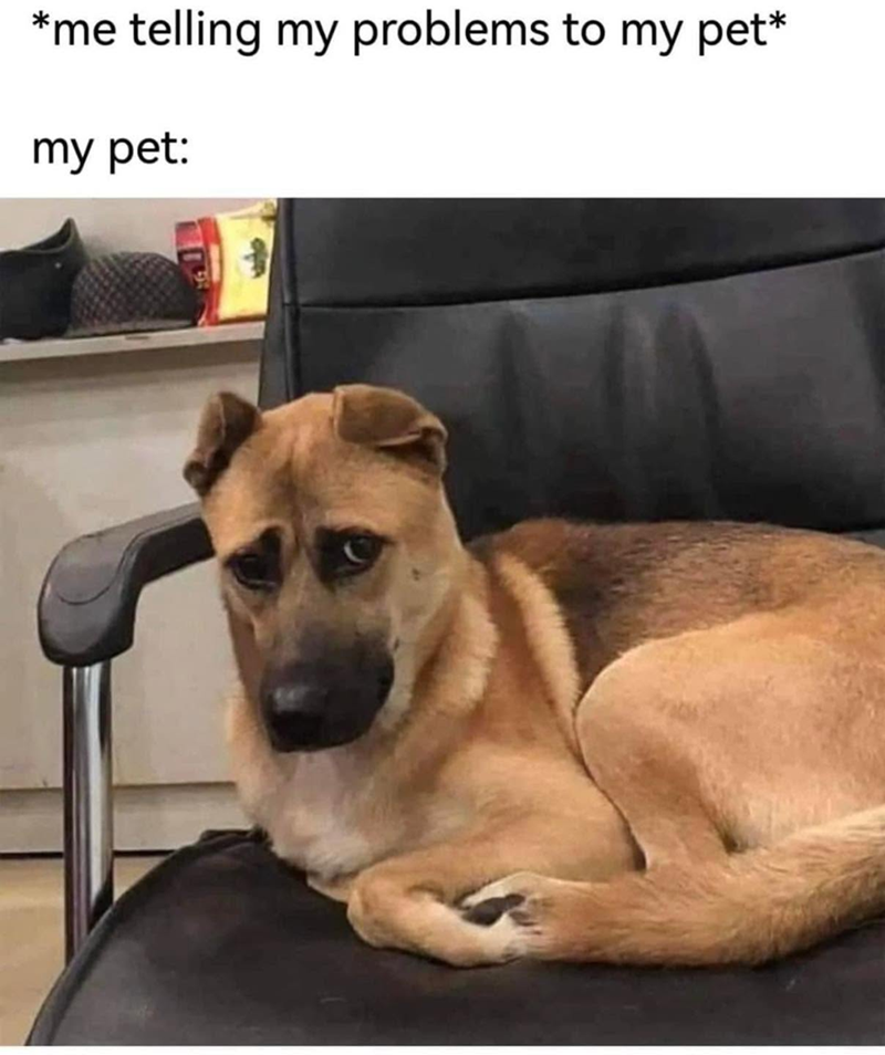 *me telling my problems to my pet* my pet: