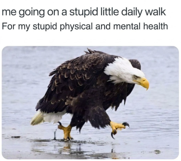 me going on a stupid little daily walk For my stupid physical and mental health