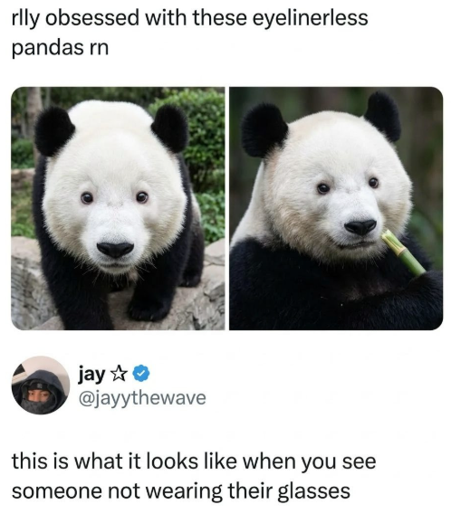 rlly obsessed with these eyelinerless pandas rn jay✰✰ @jayythewave this is what it looks like when you see someone not wearing their glasses