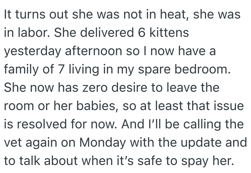 It turns out she was not in heat, she was in labor. She delivered 6 kittens yesterday afternoon so I now have a family of 7 living in my spare bedroom. She now has zero desire to leave the room or her babies, so at least that issue is resolved for now. And I'll be calling the vet again on Monday with the update and to talk about when it's safe to spay her.
