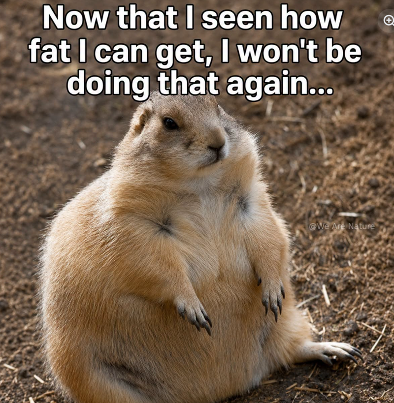 Now that I seen how fat I can get, I won't be doing that again... + @We Are Nature