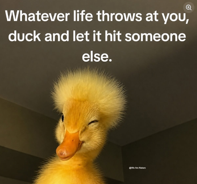 Whatever life throws at you, duck and let it hit someone else. @We Are Nature