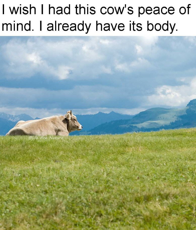 I wish I had this cow's peace of mind. I already have its body. @We Are Nature
