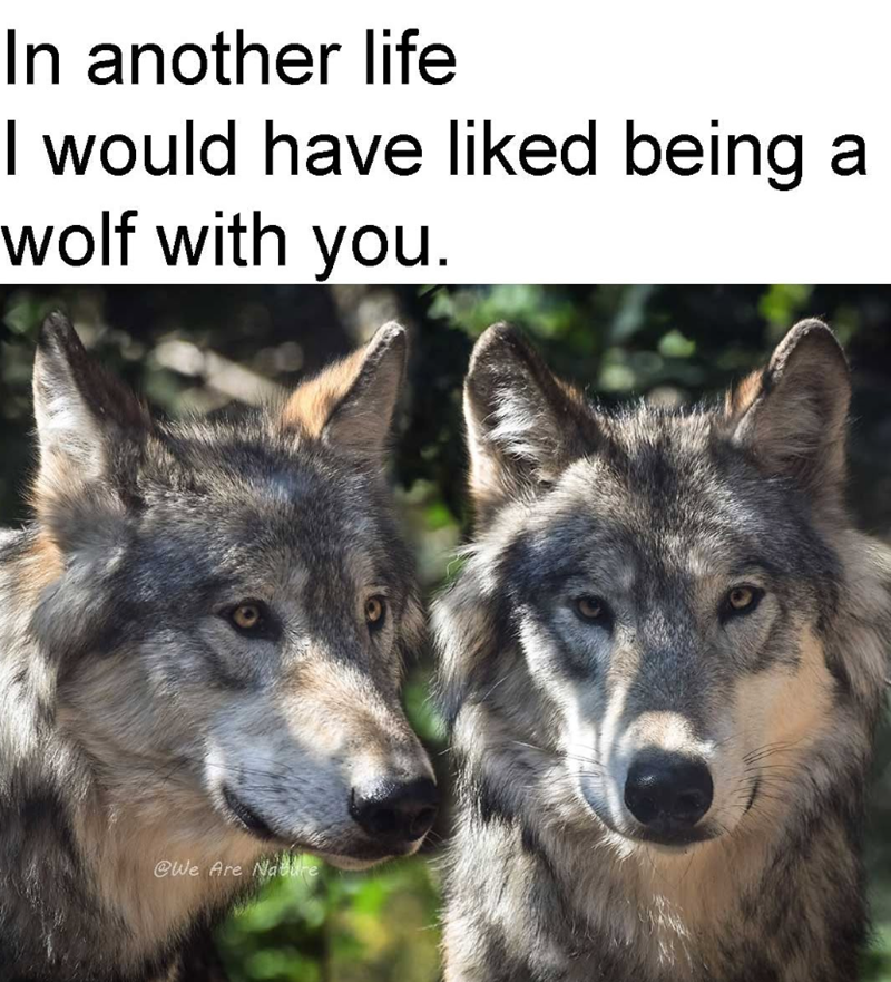 In another life I would have liked being a wolf with you. @We Are Nature