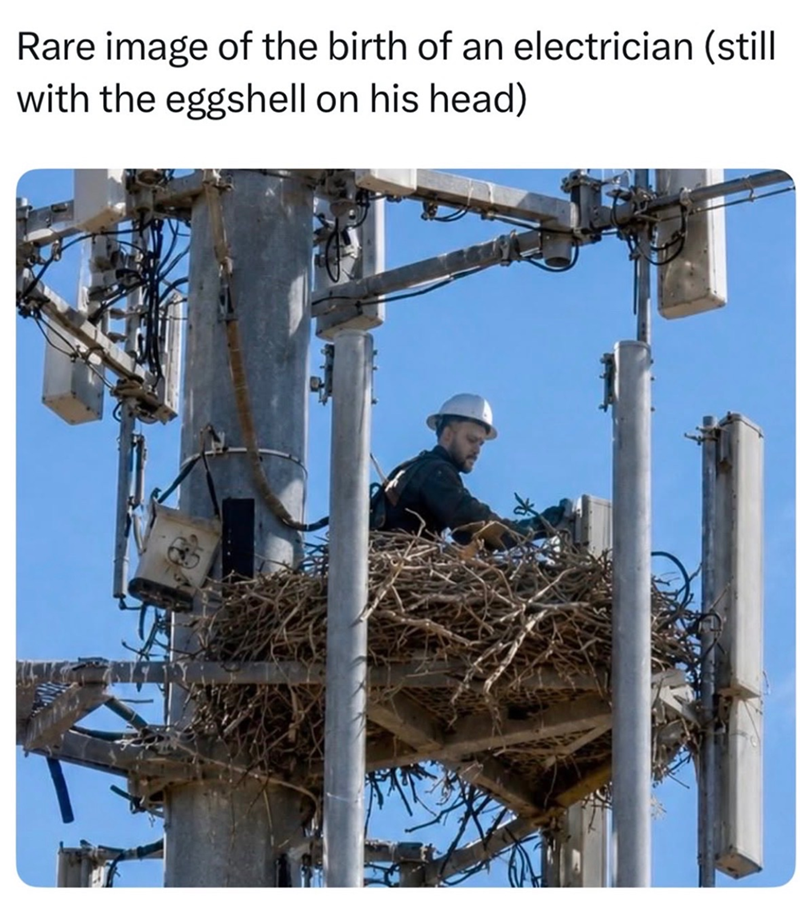 Rare image of the birth of an electrician (still with the eggshell on his head)